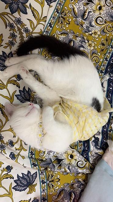 котик белый: Детское платье, цвет - Белый, Новый — 3