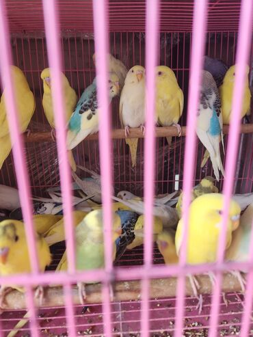 продажа попугаев жако: Волнистые попугаи, 550 сом