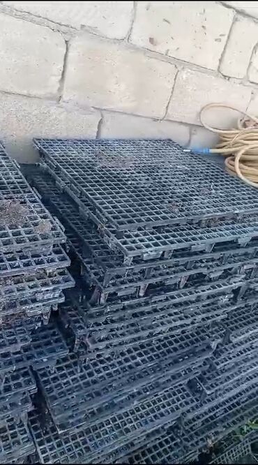 Коровы, быки: Toyuq çolpa ayaqaltligi bir sezon işlenib 200 kvadrata yaxin bir