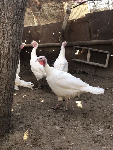 Hinduşka: Dişi, Damazlıq, Ünvandan götürmə — 7