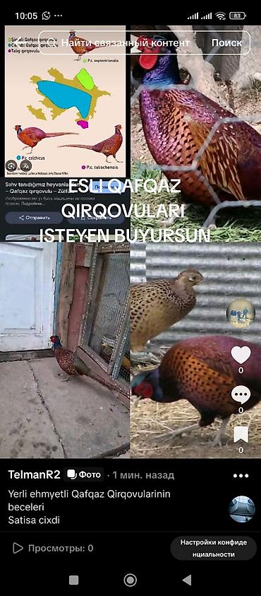 pardalar: Qirqovul cuceleri 12-15 -18-20-30azn Genc Yerlil Qafqaz Qirqovulda var — 4