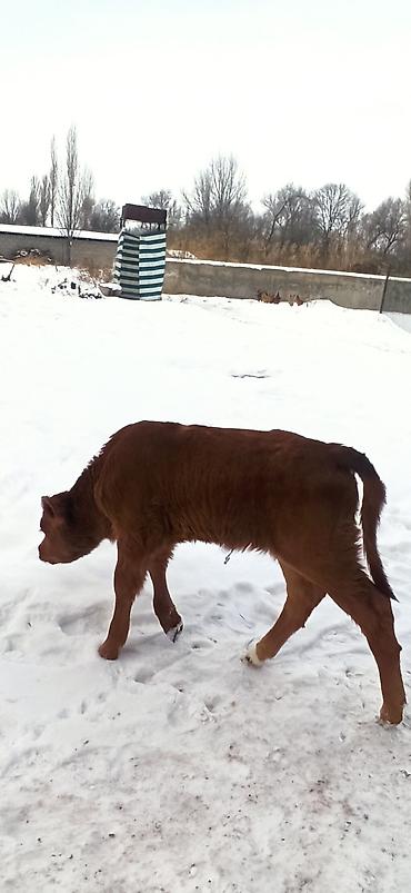 Коровы, быки: Продаю | Тёлка, Музоо, торпок | Для разведения, Для молока | Искусственник — 16