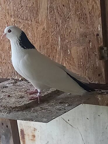 птицы голуби: Продаю пару голубей пару самец шейкасамка белая бакинка