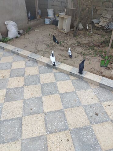 Göyərçinlər: Məhsul: Bəzək və uçuş üçün göyərçinlər Təsvir:salam. 4 eded goyercin — 9