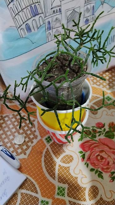 делал: Традесканция (Tradescantia fluminensis/сп. «зелёная» с фиолетовой — 3