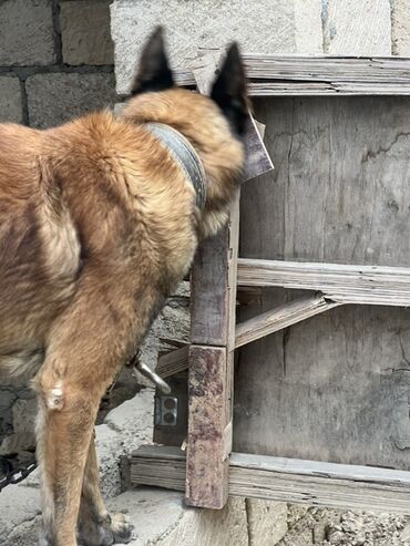 İtlər: Belçika çoban iti, 2 il, Erkek, Peyvəndli — 22