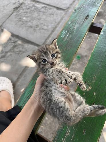 чипирование: Котёнок, полосатый серо-рыжий табби. - Примерный возраст: очень — 1