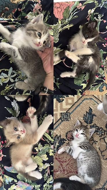 Продажа кошек: Отдадим в добрые руки 😊🌸 Мама котят - сибирская маскорадная ✨ Родились — 1