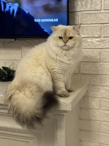 Pişiklər: Britan, Erkək, Cütləşmə üçün — 9