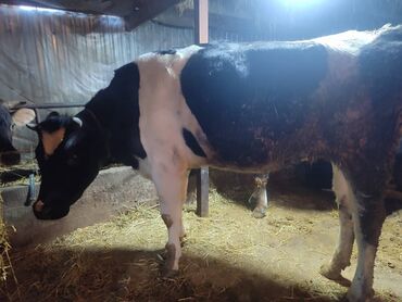 Коровы, быки: Продаю | Корова (самка) | Голштин | Для молока | Привязанные — 8