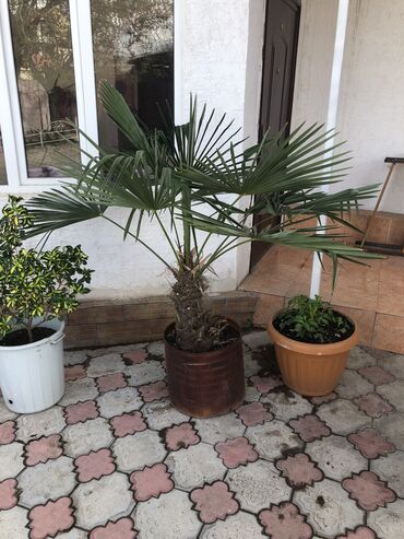 растения для офиса: Продаю пальма «Хамеропс высокий» высота выше 2м находится в чолпон ате
