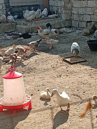 liqorin toyuqlari satilir: Hər cürə heyvan var qaz balası ordey hindusqa nə iddeseniz var işimlə — 3