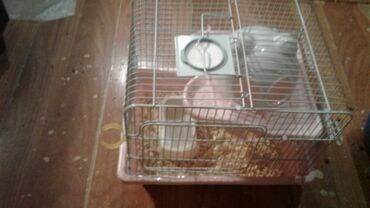 Qəfəslər: Xamyak ucun Qefes satilir qiyməti 25 azn bashqa qefeslerde var -da lalafo.az — 22 Qəfəslər: Xamyak ucun Qefes satilir qiyməti 25 azn bashqa qefeslerde var — 22