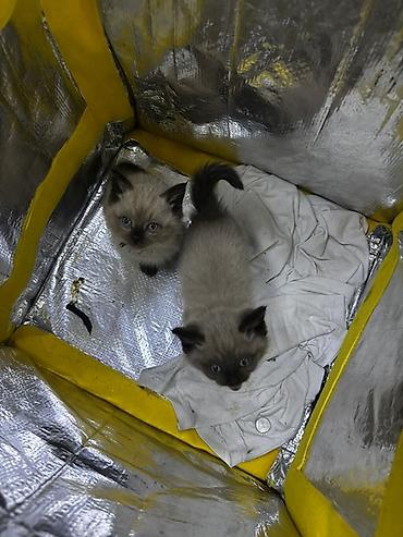 Продажа кошек: Породистые котята окраса колор-пойнт (типичные — 2