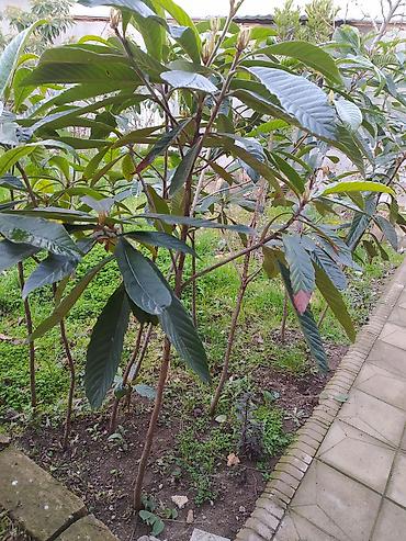 dekorativ ağac topiariya: Nespoli (Eriobotrya japonica) fidanları - Bitki tipi: Həmişəyaşıl — 1