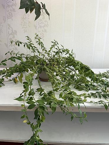Комнатные растения: Комнатные растения в горшках 1) Бегония клубневая (комнатная — 3