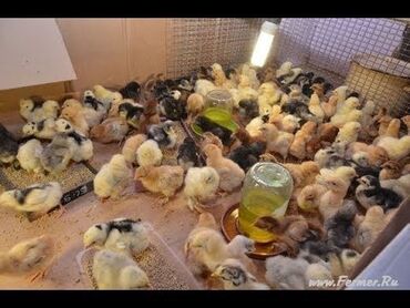 цыплята ломан браун: Продаются цыплята. 2х недельные. простые домашние. цена зависит от