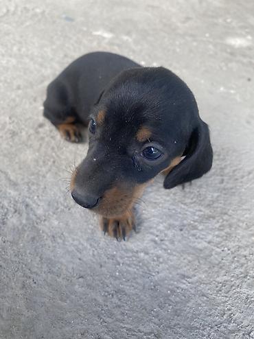 парода швиц: 🐶 Щенки чистопродной таксы — 4 щенка ватсап Продаются 4 — 5