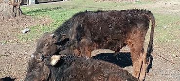 Коровы, быки: Продаю | Бык (самец) | Полукровка | На откорм — 14