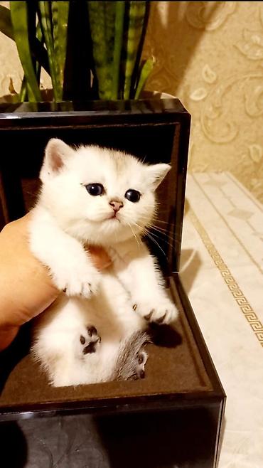 Pişiklər: Şotland — 6