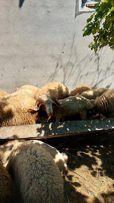 qaz satilir: Qoç satilir, sekilde gorduyunuz qoçlardir, iri 3 eded muxtelif — 2