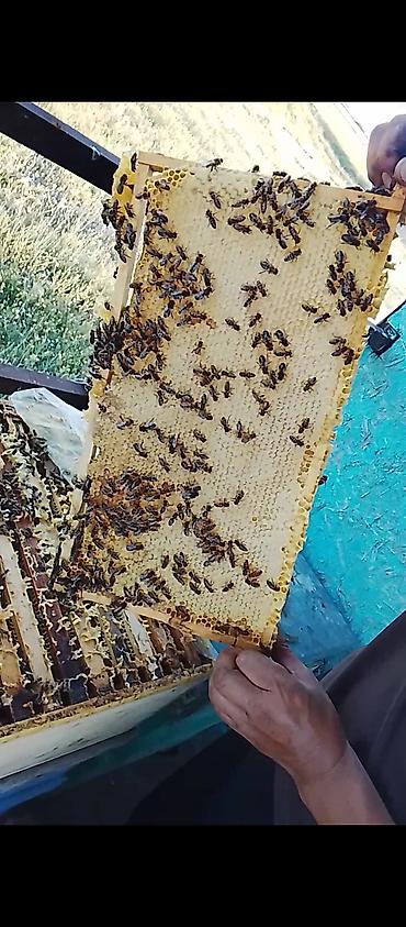 Мёд: Натуральный пчелиный мёд в пластиковых банках с жёлтыми крышками. - — 2