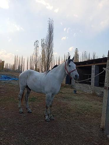 Лошади, кони: Продаю | Жеребец — 8