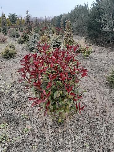 Tinglər: Salam isdenilen nov meyve tinglerini ve dekorativ aqaclari tam orjinal — 2