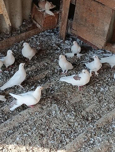 сколько стоит индюк: Голуби голубей птицы. все на игре. гоняю — 6