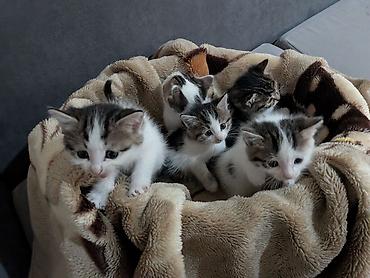 молоко для котят: 1 месяц, Девочка — 2
