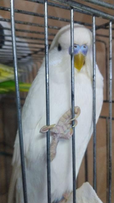 Qəfəslər: Hazir cut korella qefes qarisiq yuvasi altinda yumurtasi — 4