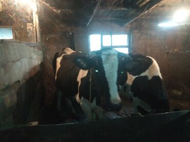 Коровы, быки: Продаю корову и телку на племя
 (все вопросы по указанному номеру)