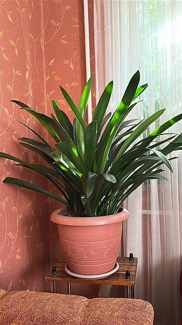 кливия: Кливия (Clivia miniata) в декоративном горшке - Крупное взрослое — 3