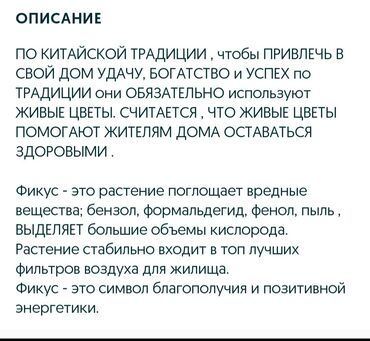 Фикусы: Срочно срочно не дорого каждая по 1500 сомов. Продаю комнатные — 2