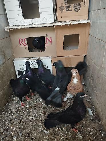 quşlar goyərcin: Qaralar 1 cütdən törəmədi Ana və Dədələrin Uçuşun Görmüşəm bala — 1