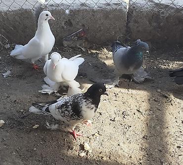 göyərçin satışı: Iri lelekli kekilli quslar satilir hamisi ebresden — 8