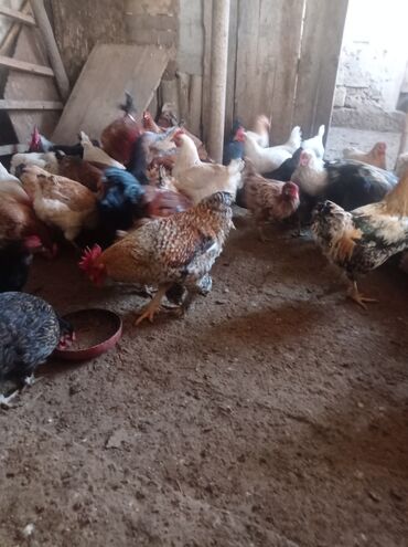 Toyuqlar: Toyuq, Damazlıq — 9