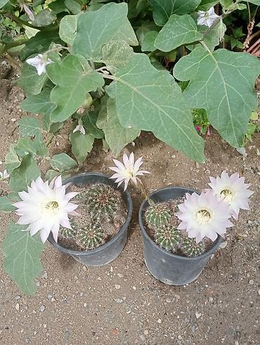 heyet gulleri ve adlari: Çiçəkli kaktus – Echinopsis (saksıda) - Növ: Echinopsis (lobivioid — 6