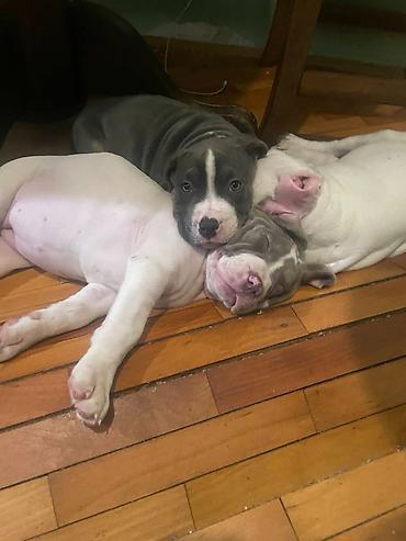 Psi: American bully štenci – vrhunski kvalitet Na prodaju tri prelepe ženke — 2