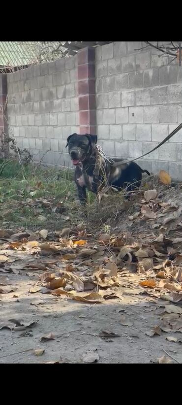 акустические системы terra колонка в виде собак: Питбуль, 1 год, Самец, С прививкой