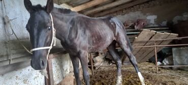 лошадь кыргызстан: Продаю | Жеребенок | Английская | Для разведения, Конный спорт | Племенные