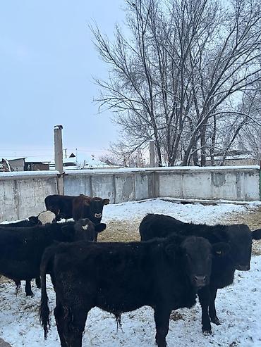 Коровы, быки: Продаю | Бык (самец) | На откорм — 8