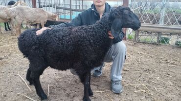 продаю овец: Продаю | Овца (самка), Ягненок | Арашан | Для разведения | Матка