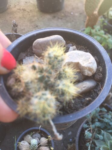 Kaktus: Kaktusi vise vrsta — 6