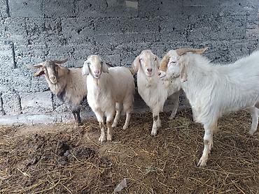 Козы, козлы: Продаю | Коза (самка) | Полукровка, Зааненская, Нубийская | Для разведения — 11