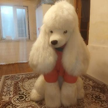 toy pudil: Satıram brend maldır yenidir Nəhəng plyuş pudel fiquru - Realistik — 2