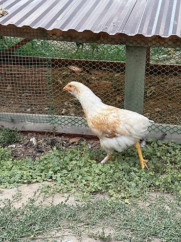 куры брамма: Продаю | Куры, Петух, Цыплята | Брама, Домашняя | Для разведения — 2