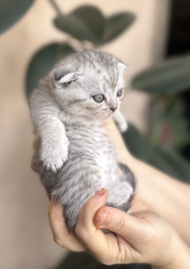 Pişiklər: Şotland — 41