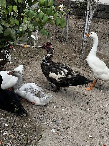 pikines satisi: Macar sortu lal ördek satilir ünvar yeni suraxani sonu 35manat 2dene — 1