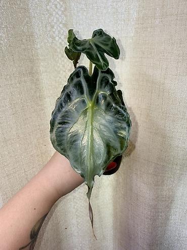 алоказия: В продаже Алоказия Веном — 1